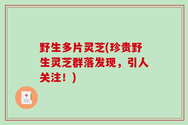 野生多片灵芝(珍贵野生灵芝群落发现，引人关注！)