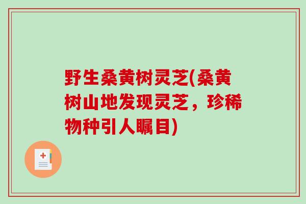 野生桑黄树灵芝(桑黄树山地发现灵芝，珍稀物种引人瞩目)