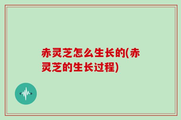 赤灵芝怎么生长的(赤灵芝的生长过程)