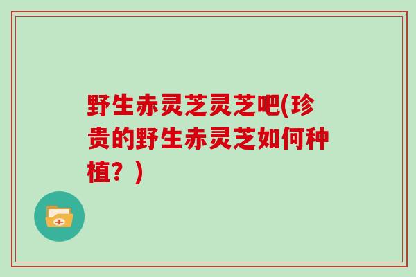 野生赤灵芝灵芝吧(珍贵的野生赤灵芝如何种植？)