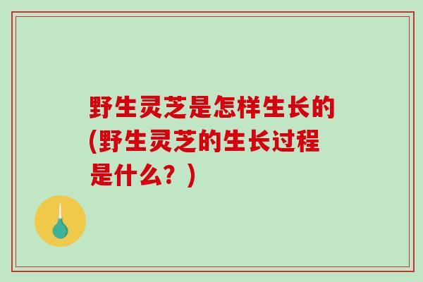 野生灵芝是怎样生长的(野生灵芝的生长过程是什么？)