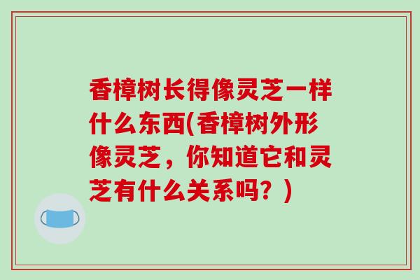 香樟树长得像灵芝一样什么东西(香樟树外形像灵芝，你知道它和灵芝有什么关系吗？)