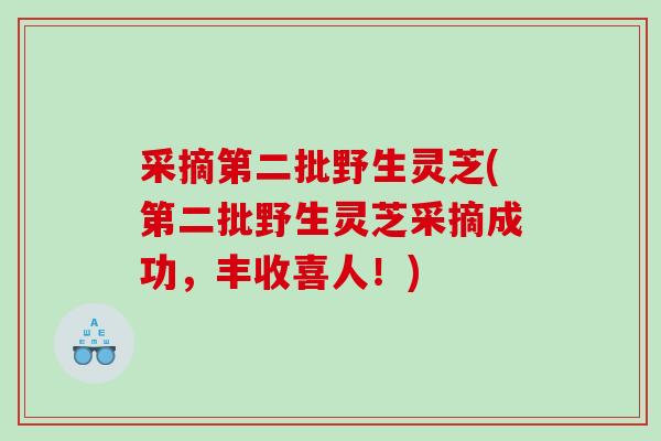 采摘第二批野生灵芝(第二批野生灵芝采摘成功，丰收喜人！)