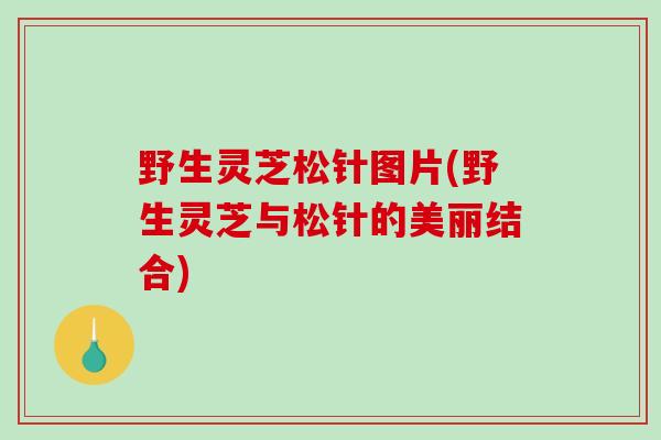 野生灵芝松针图片(野生灵芝与松针的美丽结合)