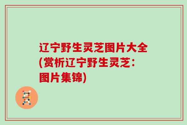 辽宁野生灵芝图片大全(赏析辽宁野生灵芝：图片集锦)