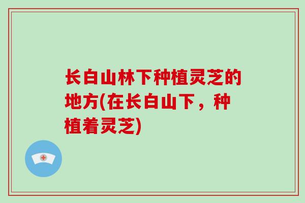 长白山林下种植灵芝的地方(在长白山下，种植着灵芝)