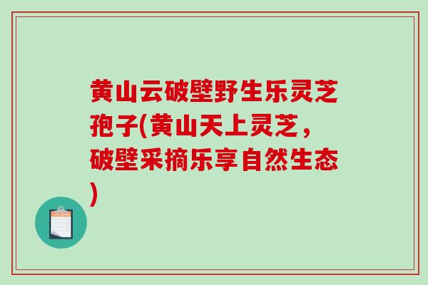 黄山云破壁野生乐灵芝孢子(黄山天上灵芝，破壁采摘乐享自然生态)