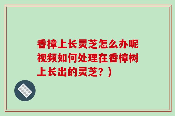 香樟上长灵芝怎么办呢视频如何处理在香樟树上长出的灵芝？)