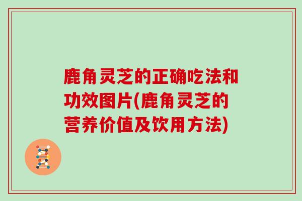 鹿角灵芝的正确吃法和功效图片(鹿角灵芝的营养价值及饮用方法)