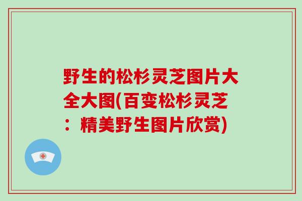 野生的松杉灵芝图片大全大图(百变松杉灵芝：精美野生图片欣赏)