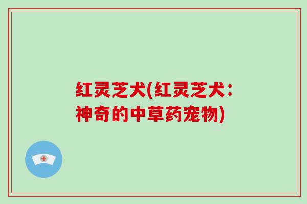 红灵芝犬(红灵芝犬：神奇的中草药宠物)