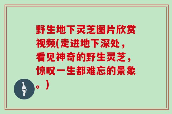 野生地下灵芝图片欣赏视频(走进地下深处，看见神奇的野生灵芝，惊叹一生都难忘的景象。)