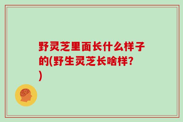 野灵芝里面长什么样子的(野生灵芝长啥样？)
