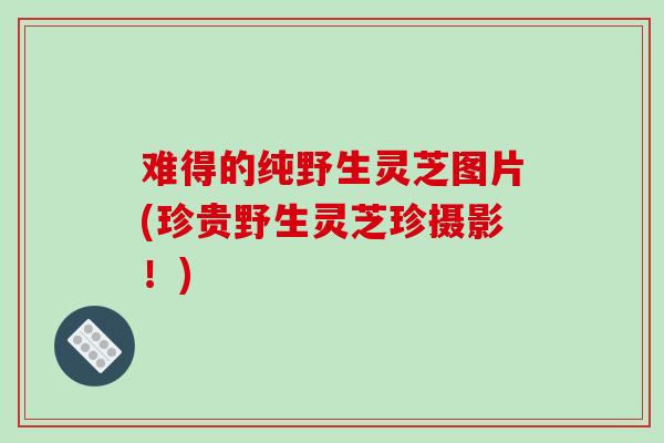 难得的纯野生灵芝图片(珍贵野生灵芝珍摄影！)