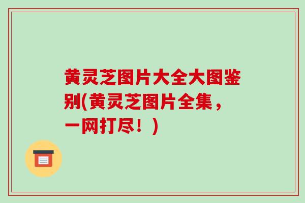 黄灵芝图片大全大图鉴别(黄灵芝图片全集，一网打尽！)
