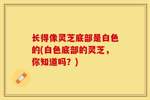长得像灵芝底部是白色的(白色底部的灵芝，你知道吗？)