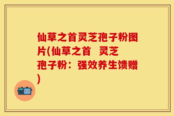 仙草之首灵芝孢子粉图片(仙草之首  灵芝孢子粉：强效养生馈赠)