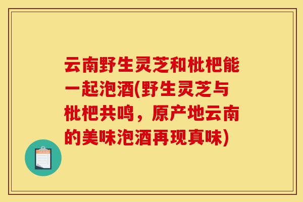 云南野生灵芝和枇杷能一起泡酒(野生灵芝与枇杷共鸣，原产地云南的美味泡酒再现真味)