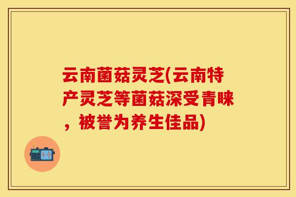 云南菌菇灵芝(云南特产灵芝等菌菇深受青睐，被誉为养生佳品)