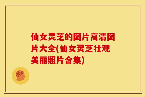 仙女灵芝的图片高清图片大全(仙女灵芝壮观美丽照片合集)