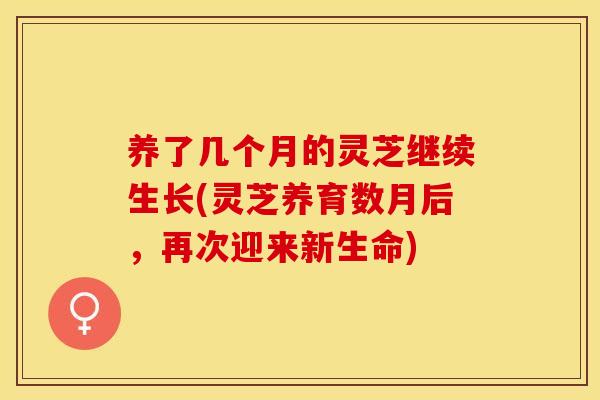 养了几个月的灵芝继续生长(灵芝养育数月后，再次迎来新生命)