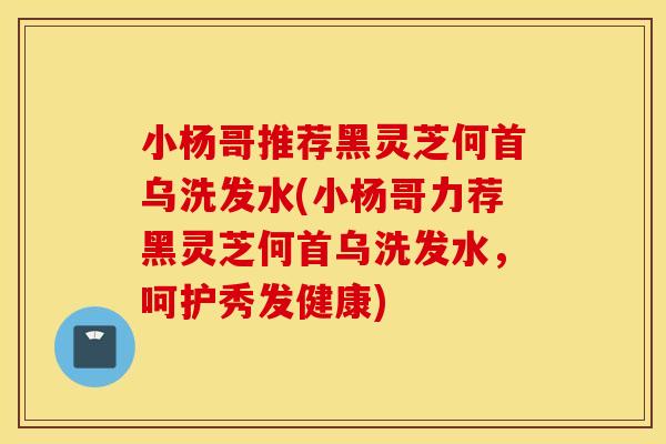 小杨哥推荐黑灵芝何首乌洗发水(小杨哥力荐黑灵芝何首乌洗发水，呵护秀发健康)