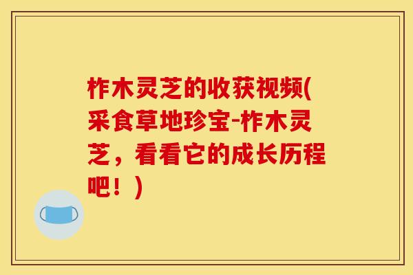 柞木灵芝的收获视频(采食草地珍宝-柞木灵芝，看看它的成长历程吧！)