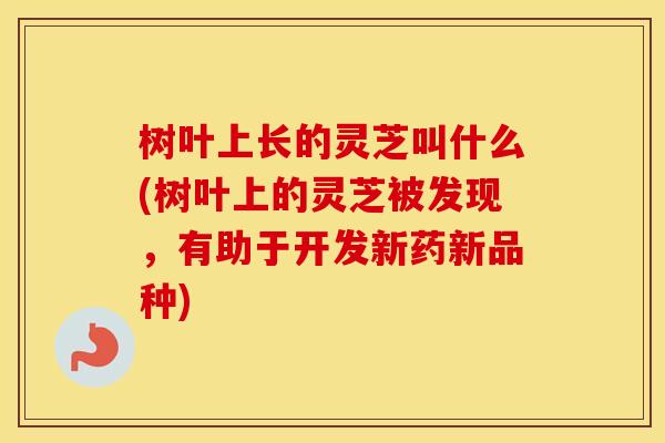 树叶上长的灵芝叫什么(树叶上的灵芝被发现，有助于开发新药新品种)