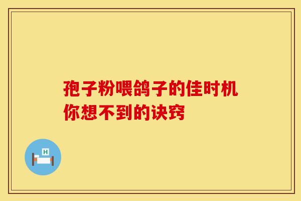 孢子粉喂鸽子的佳时机你想不到的诀窍
